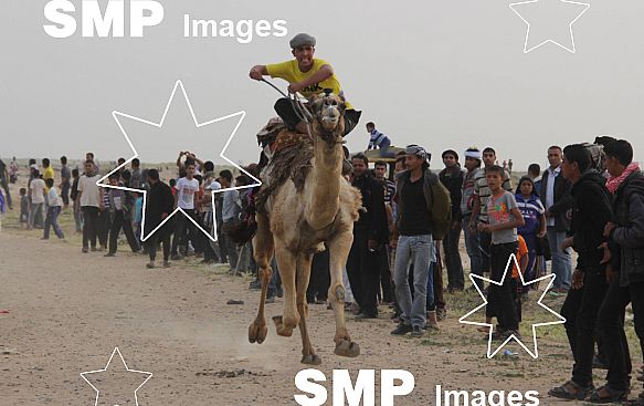 2013 Rafah Camel Festival Racing Gaza Mar 15th